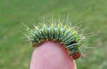 Papillon lune de Dubernard (Actias dubernardi),  chenille  stade 4,  sur doigt, photo 2.
