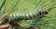 Papillon lune de Dubernard (Actias dubernardi),  chenille  stade 5, photo 2.