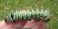 Papillon lune de Dubernard (Actias dubernardi),  chenille  stade 5,  en main, photo 1.