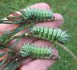 Papillon lune de Dubernard (Actias dubernardi),  chenilles  stade 5,  en main, photo 2.