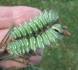 Papillon lune de Dubernard (Actias dubernardi),  chenilles  stade 5,  en main, photo 2.