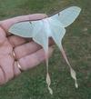 Papillon lune de Dubernard (Actias dubernardi) femelle en main.