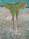 Papillon lune de Dubernard (Actias dubernardi), accouplement, photo 1