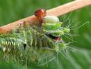 Papillon lune de Dubernard (Actias dubernardi),  chenille en mue (stade 3  à 4), photo 1.