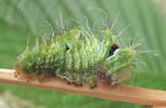 Papillon lune de Dubernard (Actias dubernardi),  chenille en mue (stade 3  à 4), photo 3.