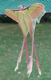 Papillon lune de Dubernard (Actias dubernardi), accouplement, photo 2
