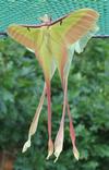 Papillon lune de Dubernard (Actias dubernardi), accouplement, photo 3