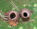 Papillon lune de Dubernard (Actias dubernardi),  cocons aores eclosions