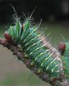 Papillon lune de Dubernard (Actias dubernardi), chenille, mise en évidence des dorures, photo 2.