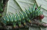 Papillon lune de Dubernard (Actias dubernardi), chenille, mise en évidence des dorures, photo 1.