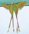 Papillon lune de Dubernard (Actias dubernardi), accouplement, photo 4