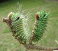 Papillon lune de Dubernard (Actias dubernardi), comparaison chenilles stades 4 et 5