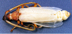 imago "naissant" de Aegosoma scabricorne