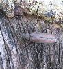 aegosome adulte "in natura" (photo 1)