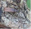 aegosome adulte "in natura" (photo 3)