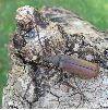 aegosome adulte "in natura" (photo 4)