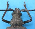 Aegosome : thorax de la femelle.
