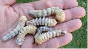 Aegosome (Aegosoma scabricorne) larves tout venant, en main