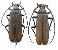 couple d'Aegosoma (collection)