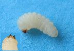 Aegosoma, larve naissante, photo 2