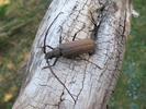 aegosome adulte "in natura" (photo 5).