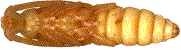nymphe (vue ventrale)