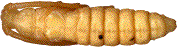 nymphe (vue dorsale)