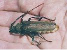 imago immature d'aegosome