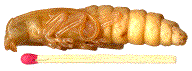 nymphe (vue latérale)