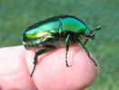 Cétoine érugineuse (Cetonischema aeruginosa), adulte en main, photo 2.