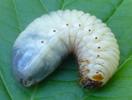 Cétoine érugineuse (Cetonischema  aeruginosa), larve.