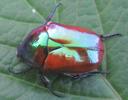Cétoine érugineuse (Cetonischema  aeruginosa), imago, chromatogenèse, photo 5.