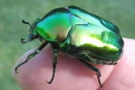 C&eacute;toine &eacute;rugineuse (Cetonischema  aeruginosa), adulte en main.