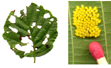 ponte d'agelastica alni, et feuille attaqu&eacute;e