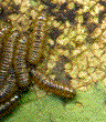 larves naissantes d'agelastica alni, détail