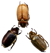 variations chromatiques d'anoxia villosa