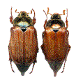 couple d'hannetons communs (melolontha melolontha)