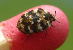 anthr&egrave;ne (Anthrenus verbasci), adulte