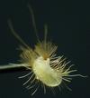 anthrène (Anthrenus verbasci),  larve néonate en position défensive photo 4