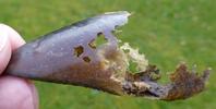 anthrène (Anthrenus verbasci),  sabot de cerf attaqué par des larves.