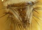 anthrène (Anthrenus verbasci), soies défensives de la larve, vue dorsale.