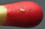 anthrène (Anthrenus verbasci),  larve néonate  sur allumette étalon, photo 1.