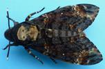 Sphinx tête de mort (Acherontia atropos)