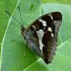 Grand Mars (Apatura iris), revers des ailes.