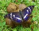 Grand Mars (Apatura iris), mâle sur crottin, photo 2.