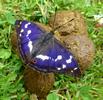 Grand Mars (Apatura iris), mâle sur crottin, photo 3.