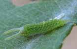 Grand Mars (Apatura iris)chenille stade 2, photo 1.