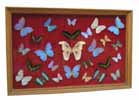cadre decoratif de papillons exotiques