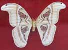 Attacus decolore