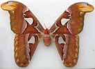 Attacus atlas etale